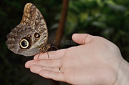 calipo eruriloctuin,形态 peleides,枝杈