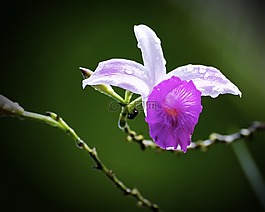 花,蘭花,自然