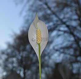 性質(zhì),白花,增長