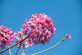 小清新,櫻花,唯美