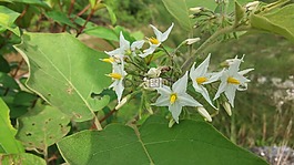 鲜花,森林,性质