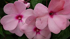 福祿考,花,開花