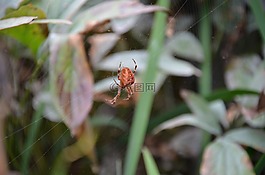 蜘蛛,穿越orbweaver,十字园蛛