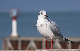 海鷗,西港 de 愛,海