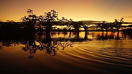 森林,樹,水