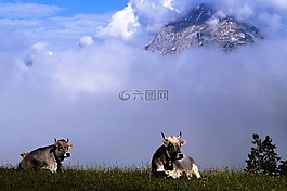 奶牛,alm山,牧场