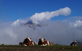 奶牛,alm山,牧场