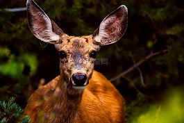 鹿,動物,野生動物