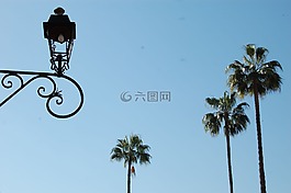 棕櫚樹,燈柱,植物