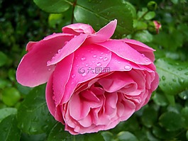 粉红色的玫瑰花,玫瑰esőcseppes,花园