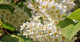 果樹,水果樹開花,鮮花