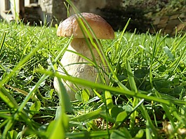 ceps,蘑菇,性質(zhì)