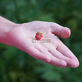 树莓手,我给你,请