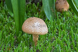 蘑菇,熱帶,自然