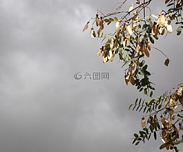 多云,阴,紫色的天空
