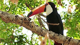 鳥,自然,動物群