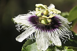 激情花,關(guān)閉,宏