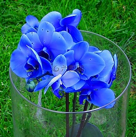 蘭花,鮮花,花