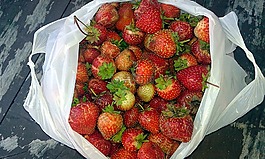 草莓,夏天,秋
