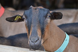 山羊,動物,biquette