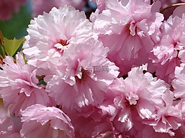 粉色,花卉,宏