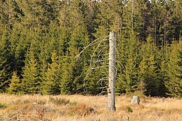 waldsterben,树,kahl
