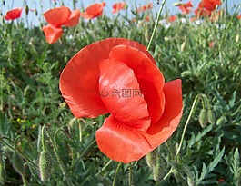 罌粟,紅色花,草甸花