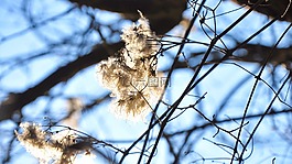 陽光,春天,性質(zhì)