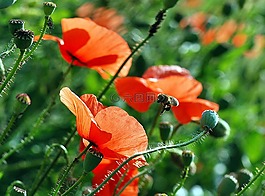 蜜蜂,花,宏