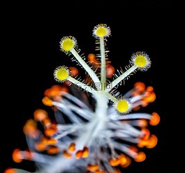 芙蓉,開花,花