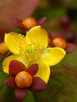 花,植物,自然