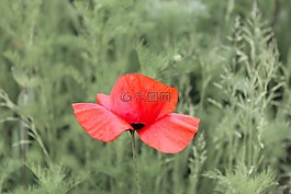 罌粟,開花,紅罌粟