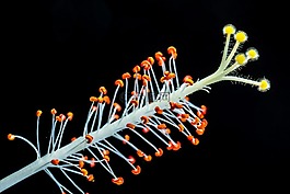 芙蓉,開(kāi)花,花