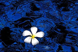 花,藍色,裝飾