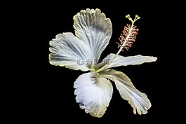 芙蓉,開花,花