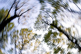 森林,樹木,天空