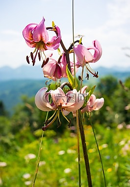 野花,花,關(guān)閉