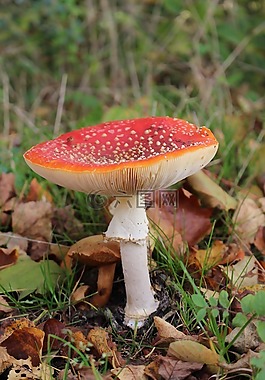 蘑菇,秋季,林