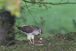 捕食鳥,性質,氣息