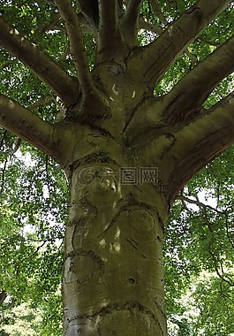 樹樹干,分支機構(gòu),葉子