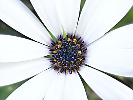 花,花瓣,花粉