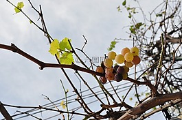 葡萄,水果,植物