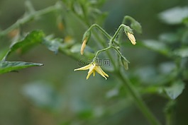 花,植物,黃色花