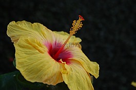 花,黃色,花園