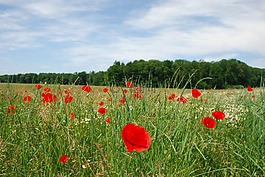 罂粟,klatschmohn,草地