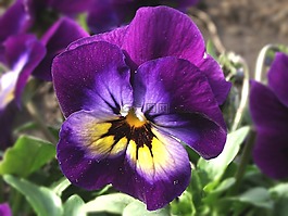 花,潘茜,性質