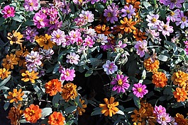 鲜花,粉红色,橙色