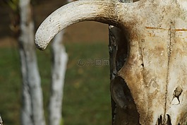 角,牛,牲畜