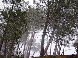 樹,森林,林林下