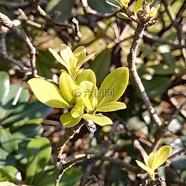 綠葉,陽光,春